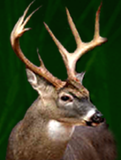 Deer Blinds - Pot Belly Blinds - Eldorado, TX - Fiberglass Deer Blinds